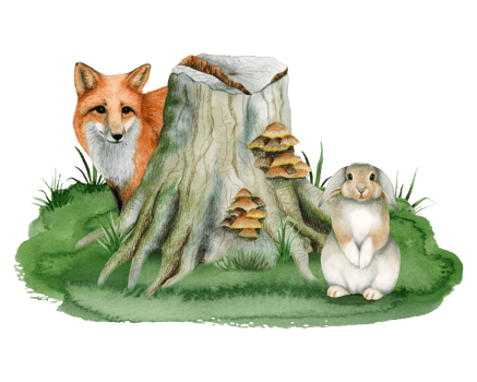 Red fox hiding behind tree stump with mushrooms and bunny rabbit sitting on green grass. Watercolor woodland scene with forest animals watercolor illustration png