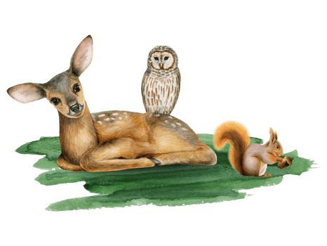 Watercolor baby deer, striped owl and squrrel on green grass illustration of cute forest woodland animals and bird for stickers and nursery kids designs png