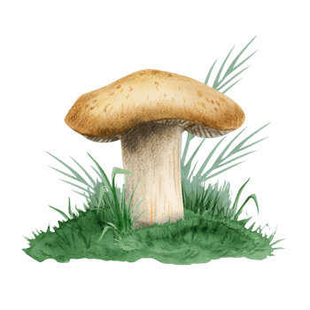Brown mushroom growing in green grass watercolor illustration. Realistic edible Boletus edulis clipart of forest woodland plants for fall designs png