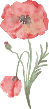 Watercolor Poppies Illustration PNG