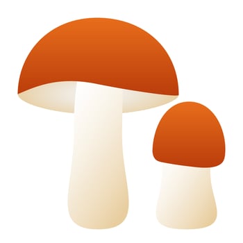 Mushroom orange boletus. Element for design isolated on white background. vector