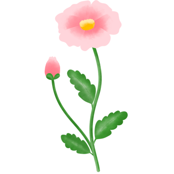 pink and white flowers png