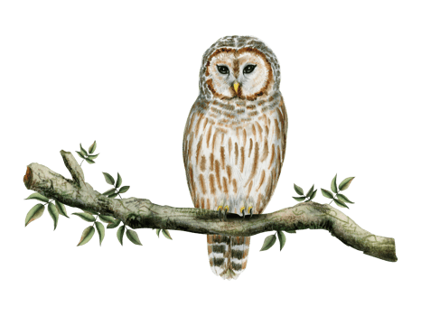 Striped barred white and brown owl sitting on tree branch with green leaves watercolor illustration of forest bird png
