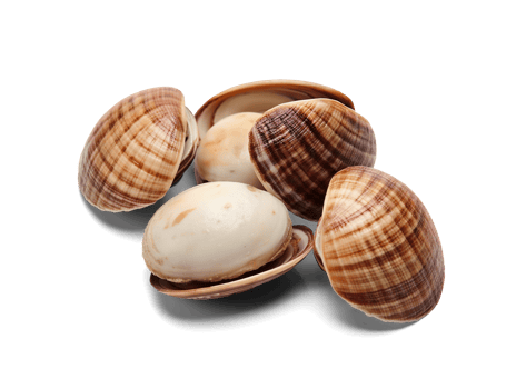 Asari clams isolated on transparent background, png