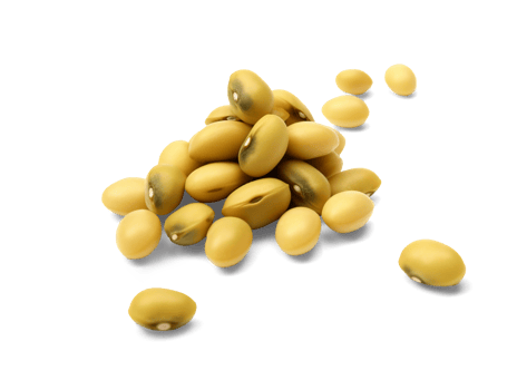 Soybeans isolated on transparent background, png