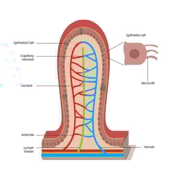 Intestinal villi is Increase the nutrient absorption in small intestine vector