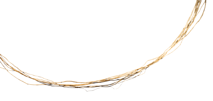 Natural hanging tree root element isolated png