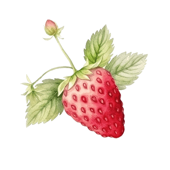 Watercolor Strawberry Isolated. Illustration png