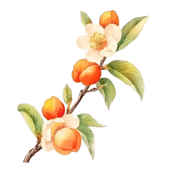 Watercolor Apricot Branch Isolated. Illustration png