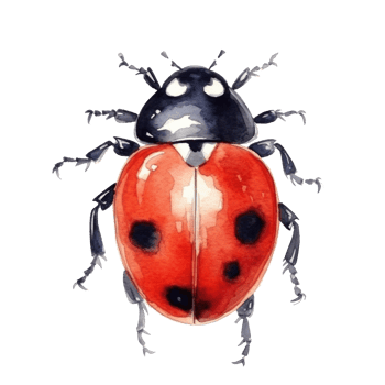 Watercolor Ladybug Isolated. Illustration png