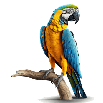 Blue and yellow macaw isolated. Illustration png