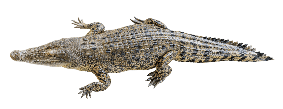 Saltwater crocodile sleeping png