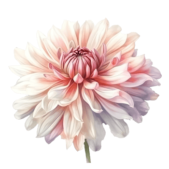 Soft Pink Chrysanthemum Flower Isolated Background. png