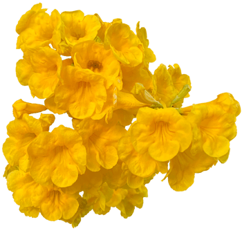 Yellow elder Plant png
