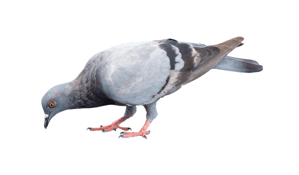 Single wild pigeon standing and looking down the ground to find out feed isolated with clipping path. in png file format