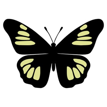 Butterfly beautiful wings, spring nature, vector illustration