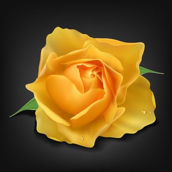 Realistic Yellow Rose on Dark Background, Vector Illustration