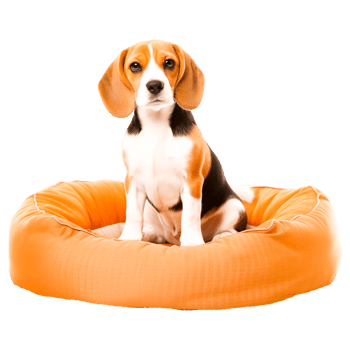 Beagle-Harrier Puppy Dachshund Basset Hound png