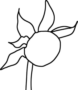 Sketch of Flower Bud vector