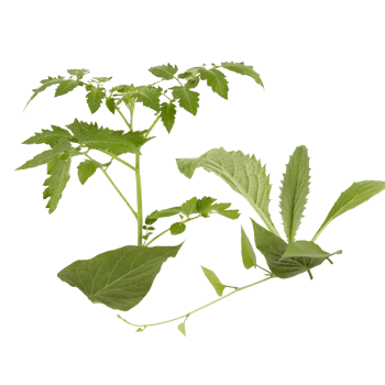 green leaf frame Cut out, isolated transparent background png