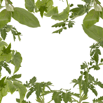 green leaf frame Cut out, isolated transparent background png