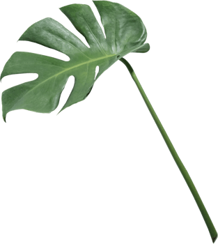 monstera leaf cut out on transparent background. png