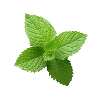 Mint leaf isolated on white. Illustration png