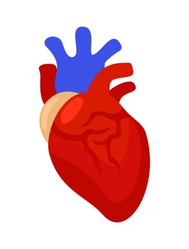 Vector isolated illustration of anatomical heart.