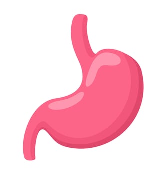 Vector isolated illustration of stomach.