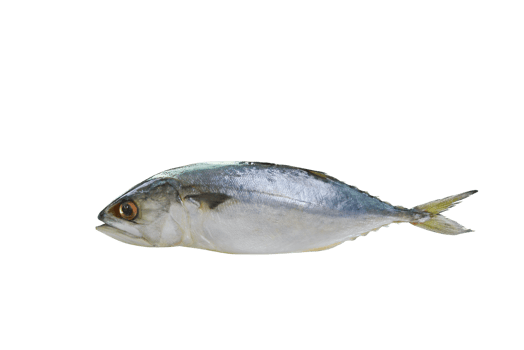 mackerel  sea fish   PNG transparent