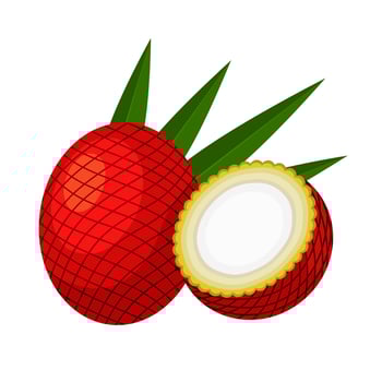Vector illustration, Mauritia flexuosa, known as the moriche palm, or aguaje, isolated on white background.