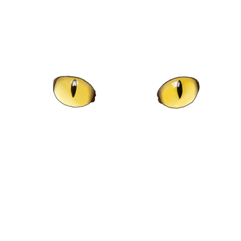 Cat eyes staring png