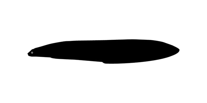 Silhouette of the Moray eels or Muraenidae, for Art Illustration, Logo Type, Pictogram or Graphic Design Element. Vector Illustration