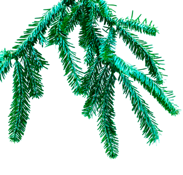 Spruce Branch PNG
