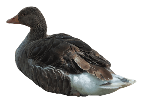 Toulouse goose bird transparent PNG