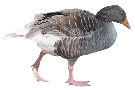 Toulouse goose bird transparent PNG