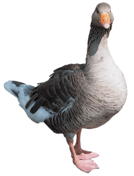 Toulouse goose bird transparent PNG