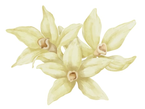 Vanilla Flowers. Hand drawn watercolor illustration of beige Orchids on white isolated background. Food ingredient for aroma therapy. Herbal spices for food label. Composition for essential oil vector