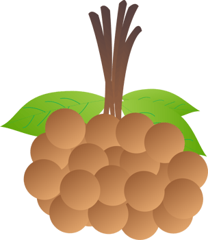 Longan fruit PNG