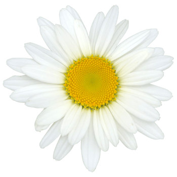 Common daisy Plant png