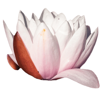 View of a garden pond with pink water lily flower and water lettuces. png