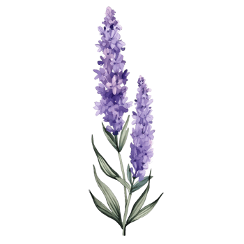 watercolor lavender pressed dried flowers illustration. png