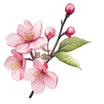 Cherry blossom watercolor png