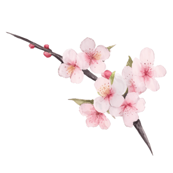 Cherry blossom watercolor png