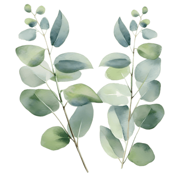eucalyptus leaves watercolor hand drawn white background png