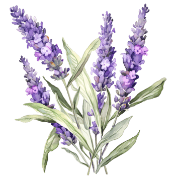 watercolor branch of purple lavender lilac lavender. png