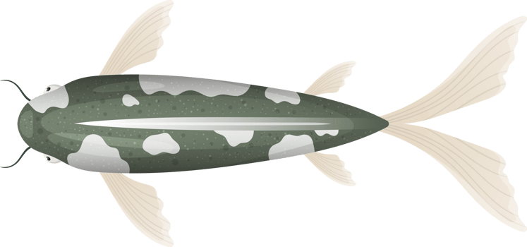 Fish clipart design png