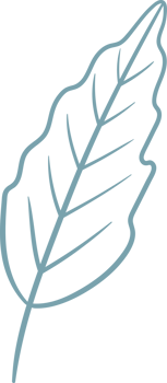 Flowers clipart design png