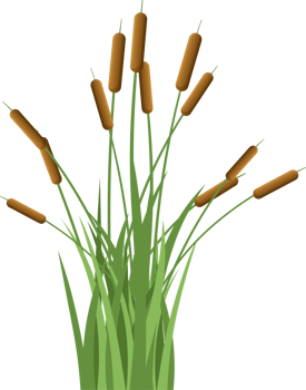 Grass with cattail clipart png