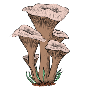 Mushroom drawing clipart png